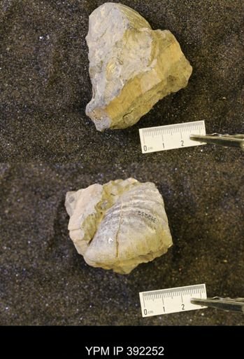 undet. Inoceramidae