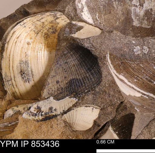 Parallelodon?