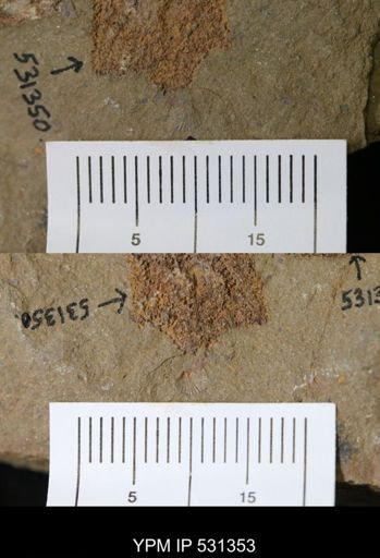 undet. Orthida