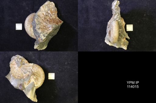 Hoploscaphites nicolletii