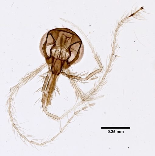Lutzomyia gomezi