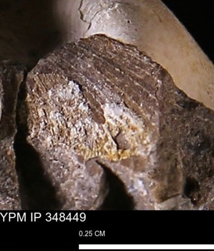 Limopsis striatopunctatus