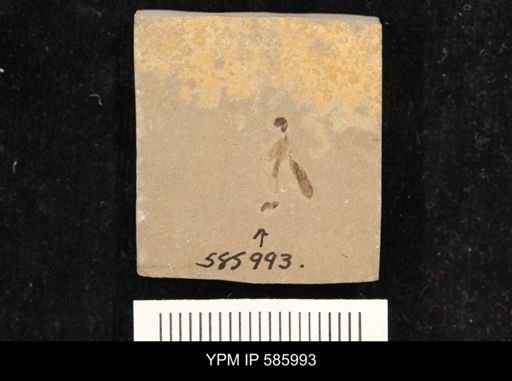 undet. Insecta