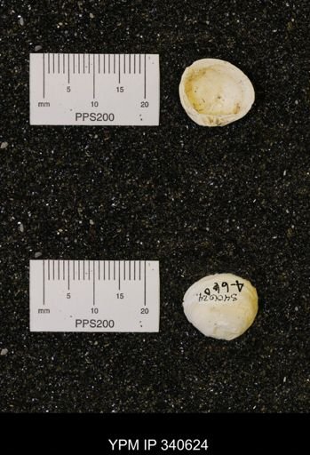 Corbicula subelliptica