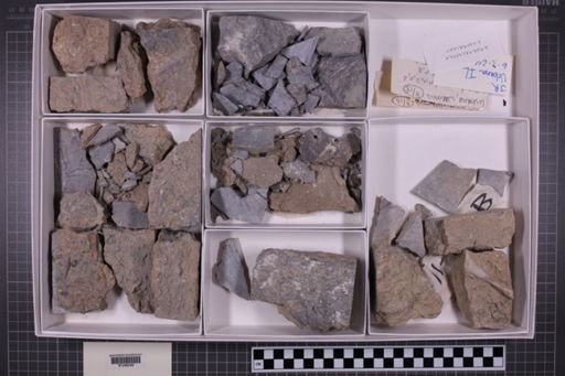 mixed taxa, stratigraphic collection