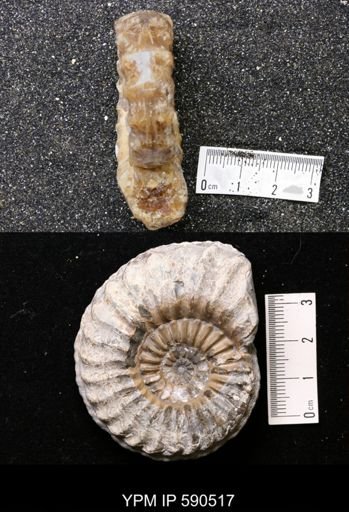 Pleuroceras costatus