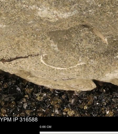 undet. Mollusca