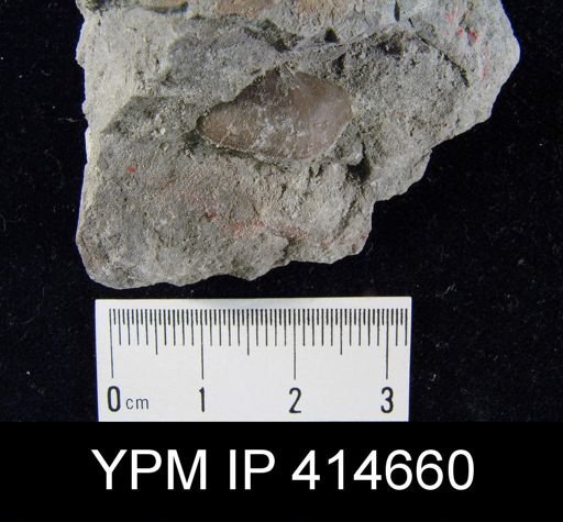Chonetes granulifer