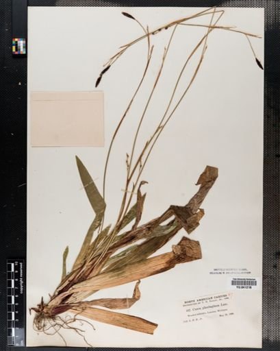 Carex