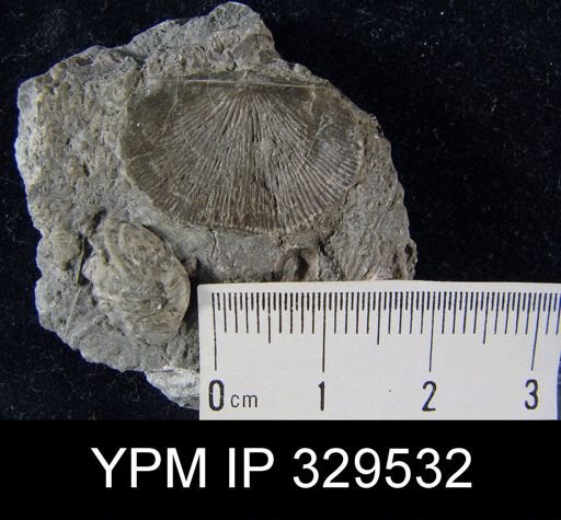 Chonetes coronatus