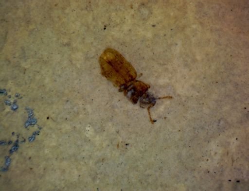 undet. Coleoptera