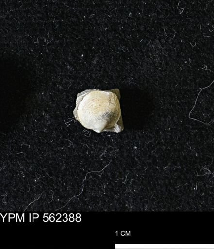 Limopsis striatopunctatus