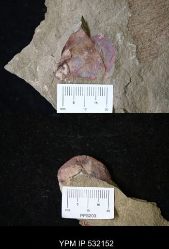 undet. Xiphosurida