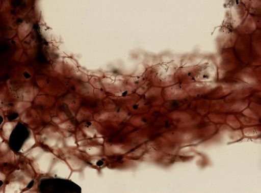 Hippospongia lachne