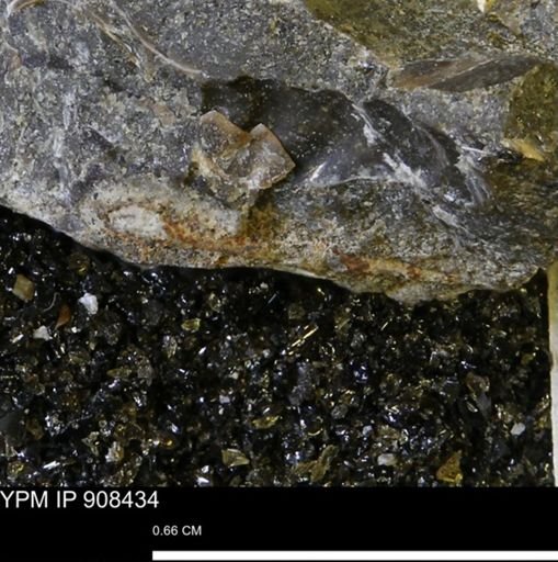 undet. Mollusca