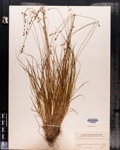 Carex brunnescens