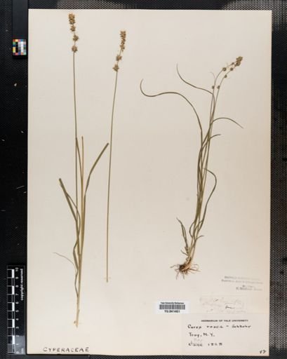 Carex rosea