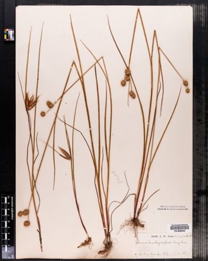Juncus brachycarpus