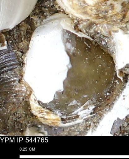 Corbulamella gregaria