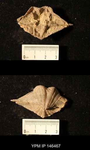 Spirifer cameratus