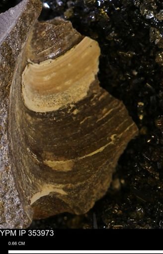 Limopsis striatopunctatus