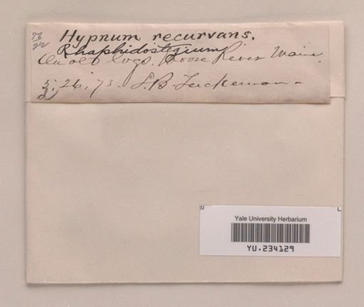 Brotherella recurvans