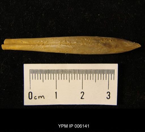 Hibolites fusiformis