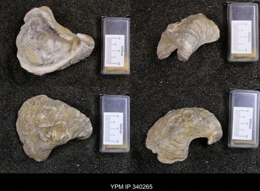 Gryphaea navia