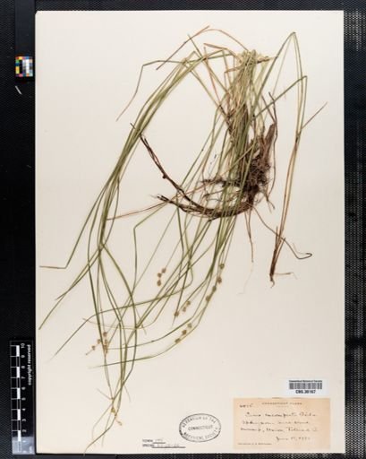 Carex incomperta