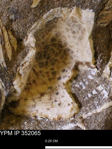 undet. Bivalvia