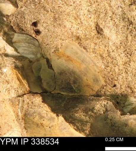 Protocardia subquadrata
