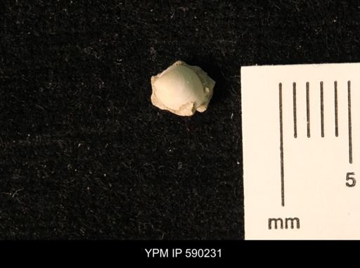 Cymbophora warrenana