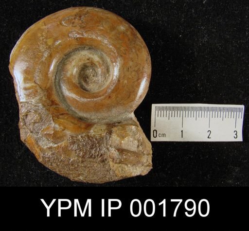 Monophyllites agenor