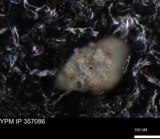 undet. Foraminiferida