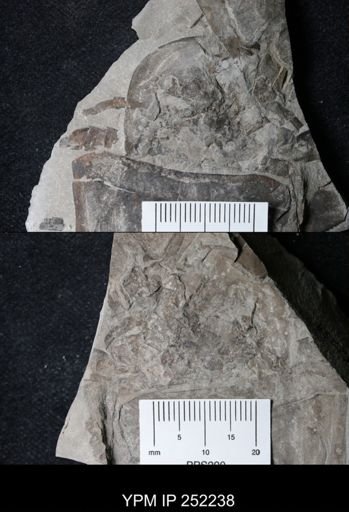 Eurypterus sp.