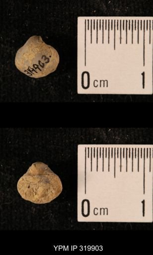 Ambocoelia planoconvexa