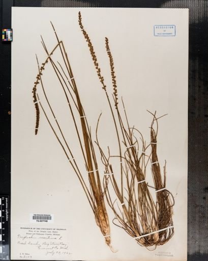 Triglochin maritima