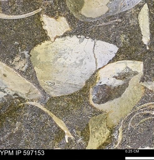 Limopsis striatopunctatus