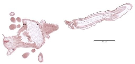Tubularia