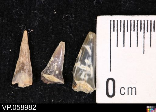 undet. Chondrichthyes