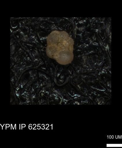 undet. Rugoglobigerinidae