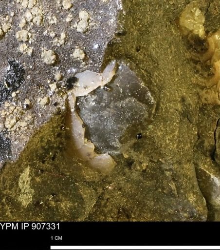 undet. Mollusca
