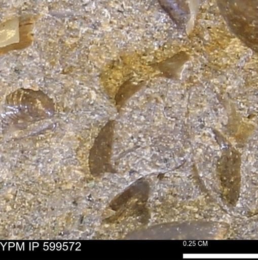 Protocardia subquadrata