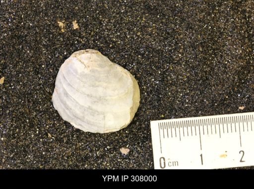 Inoceramus?