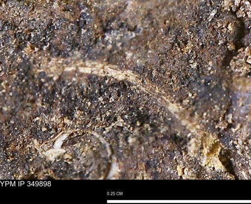 undet. Mollusca