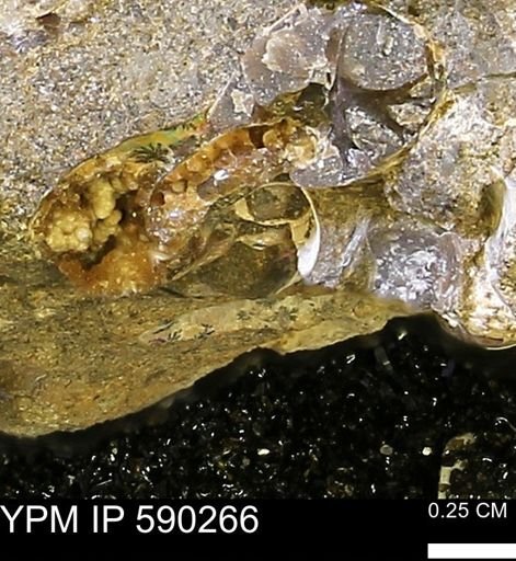 undet. Ammonoidea