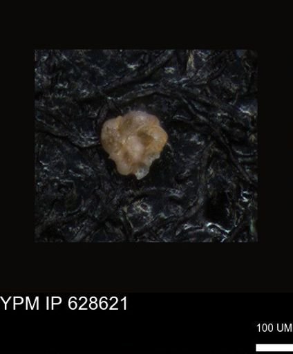 undet. Foraminiferida