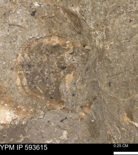 undet. Mollusca