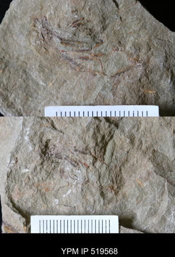 undet. Graptolithina