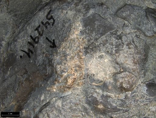 Aplocoma damesii
